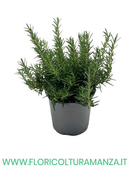🌿 Rosmarino prostrato