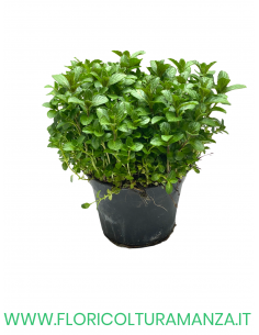 🌿 Menta