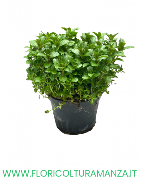 🌿 Menta