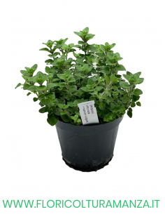 🌿 Origano