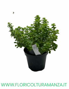 🌿 Maggiorana
