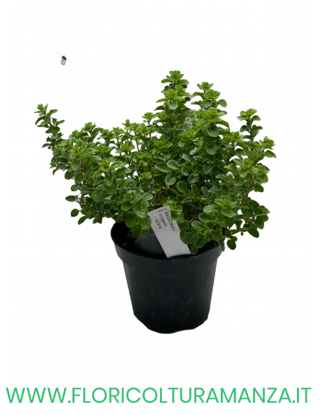🌿 Maggiorana