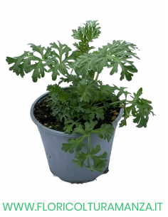 🌿 Assenzio