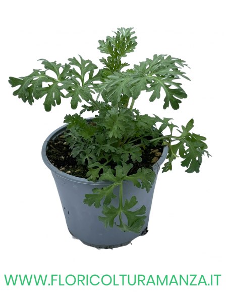🌿 Assenzio