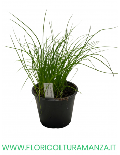 🌿 Erba cipollina