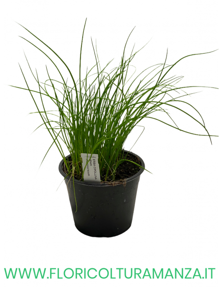 🌿 Erba cipollina
