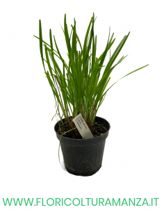 🌿 Erba aglina
