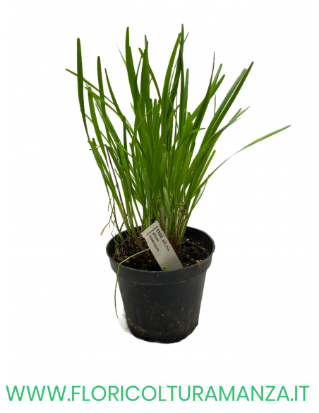 🌿 Erba aglina