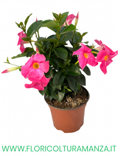 🌸 Dipladenia