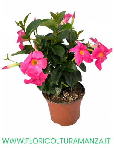 🌸 Dipladenia
