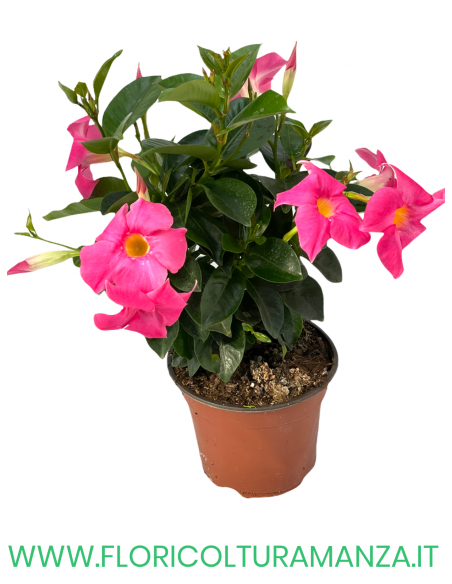 🌸 Dipladenia
