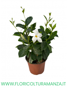 🌸 Dipladenia 2