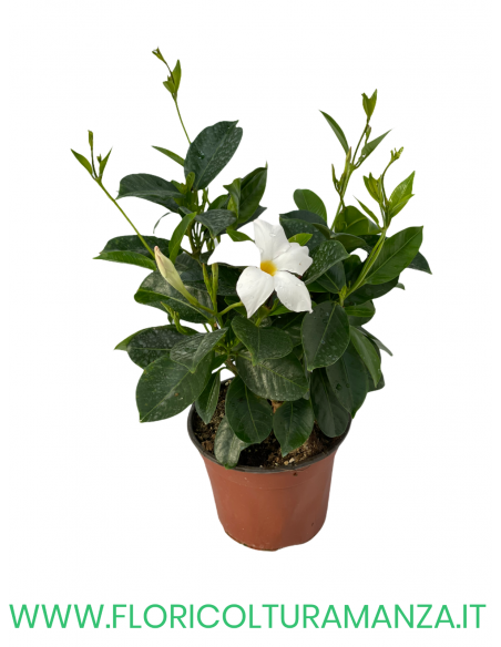 🌸 Dipladenia