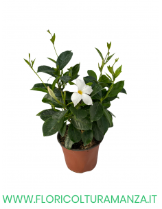 🌺 Dipladenia 2