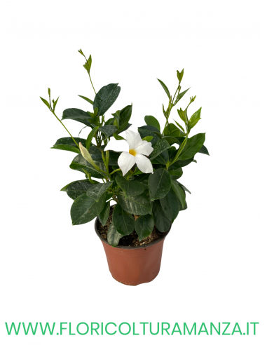 🌺 Dipladenia