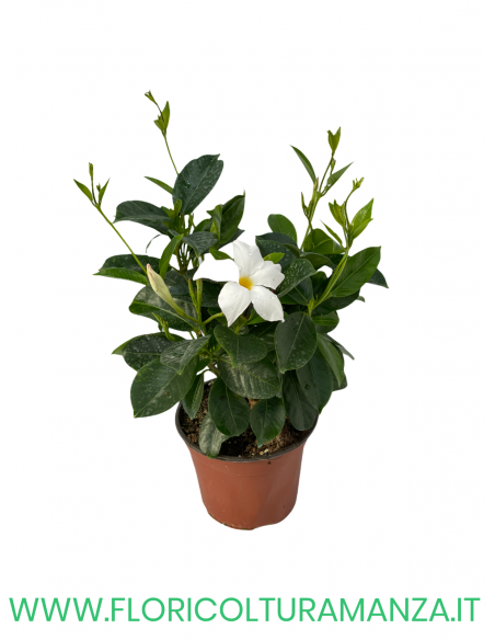 🌺 Dipladenia