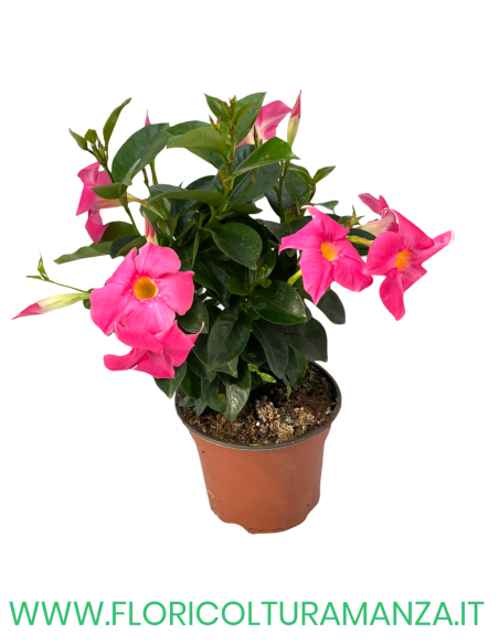 🌺 Dipladenia