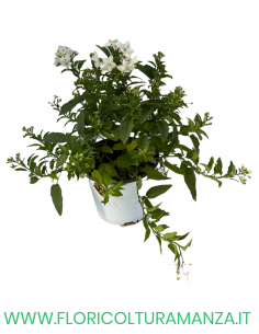 🌼 Solanum
