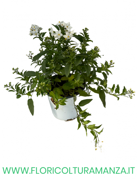 🌼 Solanum
