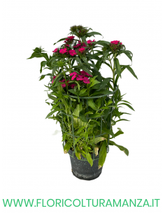 🌸 Dianthus caryophyllus 2