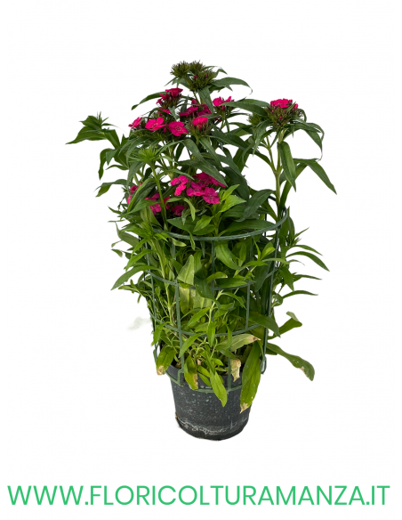 🌸 Dianthus caryophyllus