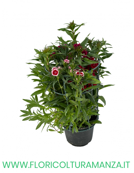 🌸 Dianthus caryophyllus