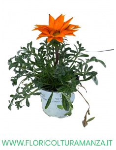 🌼 Gazania