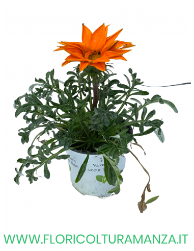 🌼 Gazania