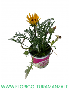 🌼 Gazania 2