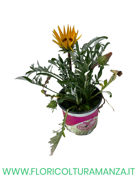 🌼 Gazania