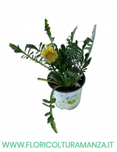 🌼 Gazania
