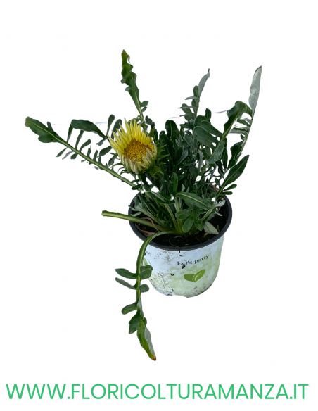 🌼 Gazania