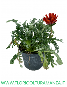 🌼 Gazania