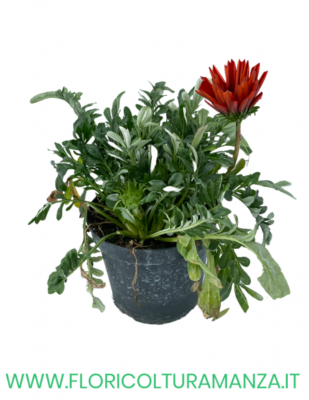 🌼 Gazania
