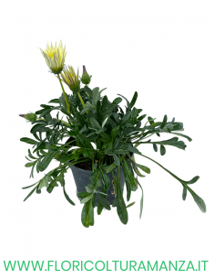 🌼 Gazania 2