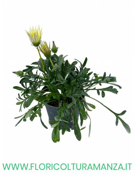 🌼 Gazania
