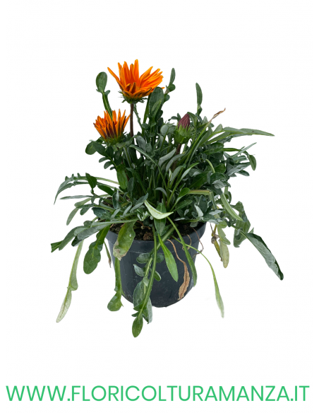 🌼 Gazania