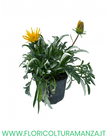 🌼 Gazania