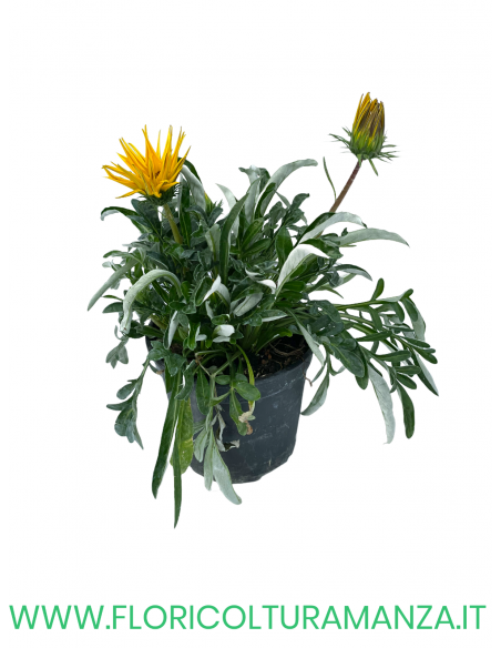 🌼 Gazania