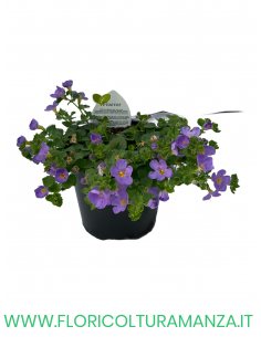 🌼 Bacopa