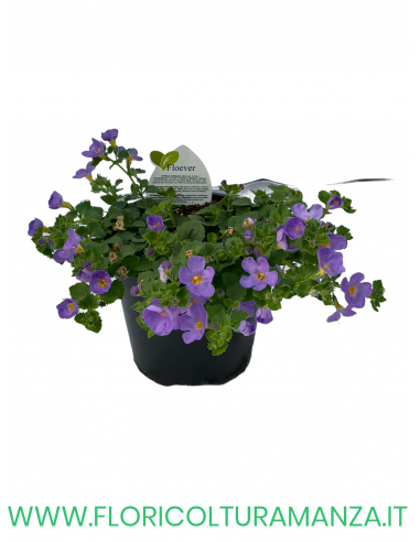 🌼 Bacopa