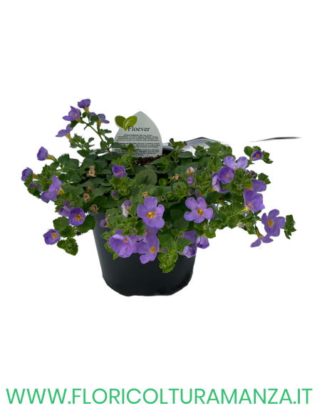 🌼 Bacopa