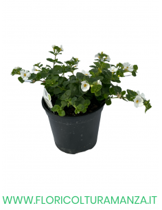 🌼 Bacopa 2