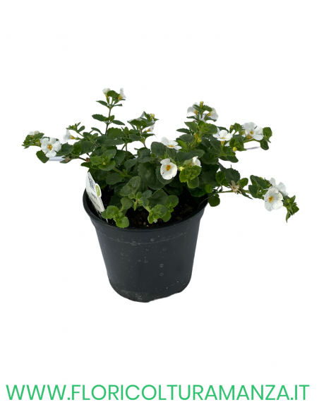 🌼 Bacopa