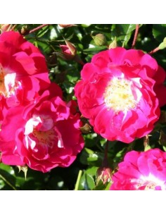 ROSE TAPPEZZANTI LIPSTICK 2