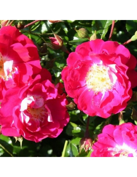ROSE TAPPEZZANTI LIPSTICK