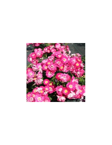 ROSE TAPPEZZANTI LIPSTICK