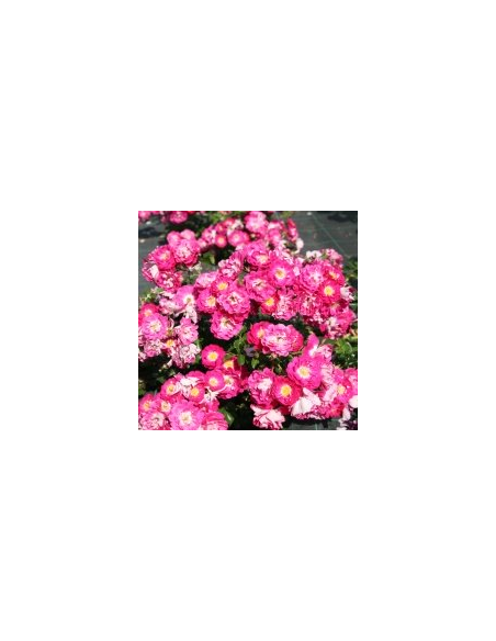ROSE TAPPEZZANTI LIPSTICK
