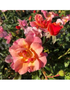 ROSE TAPPEZZANTI JAZZ 2