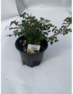 ROSE TAPPEZZANTI CANDELA